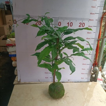 苔藓球植物