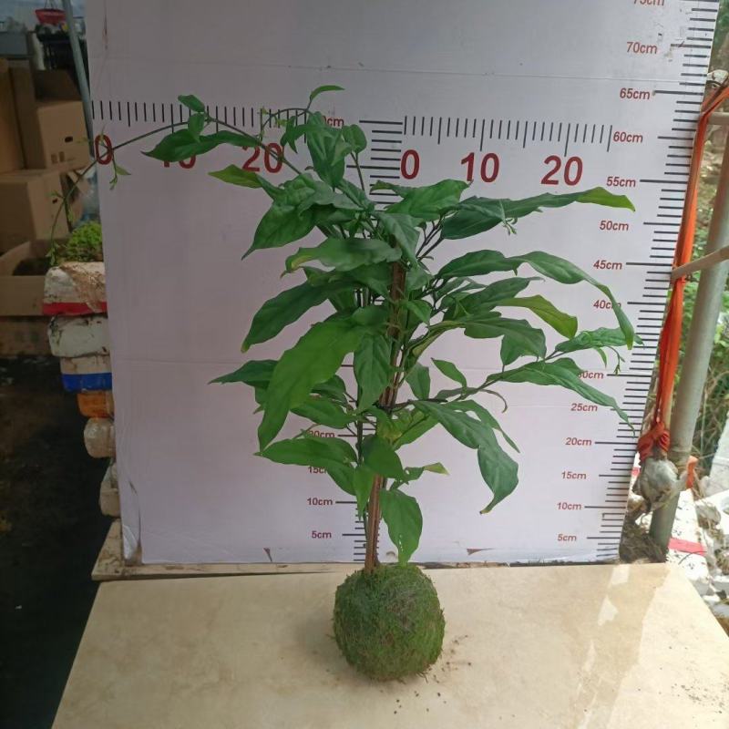 苔藓球植物