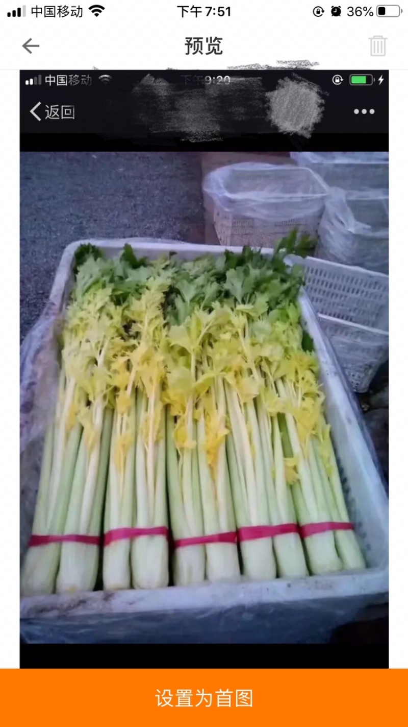 正出售芹菜正宗桂河芹菜