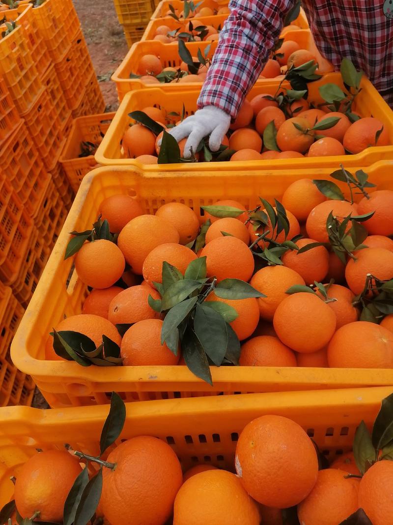 广西纽荷尔脐橙对接商超电商市场外贸等产地供货