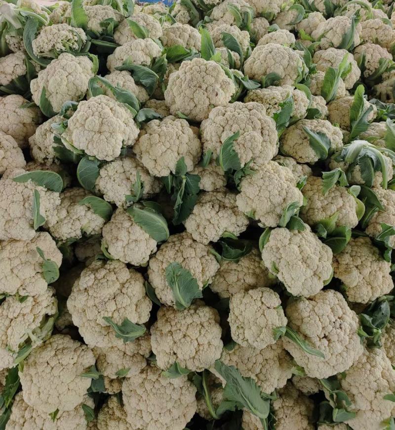 有机菜花小米花松花菜白面青梗散花货源足质量好