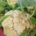 有机菜花小米花松花菜白面青梗散花货源足质量好
