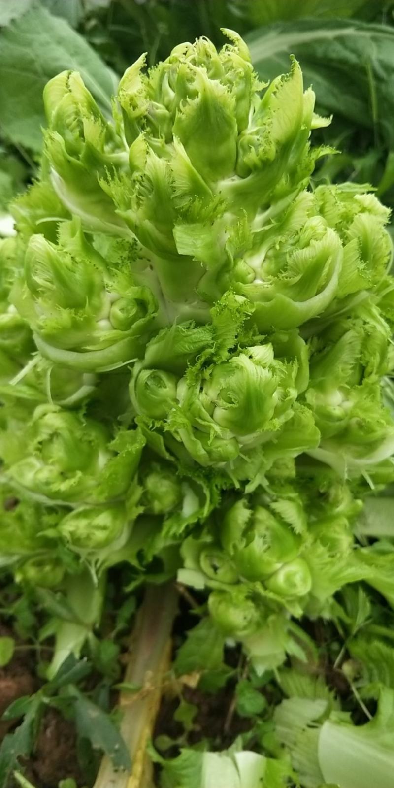 小心小儿上市中，欢迎来电
