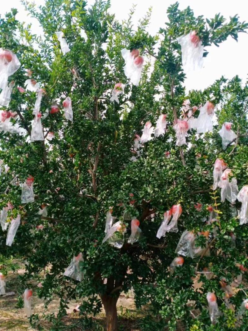 精品石榴树泰山红新疆大籽北畔等等，基地直发