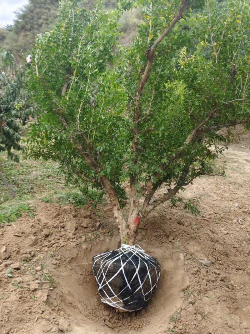 精品石榴树泰山红新疆大籽北畔等等，基地直发
