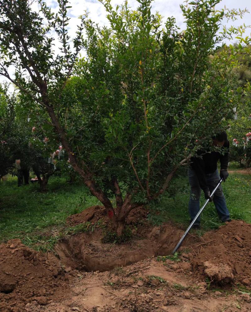 精品石榴树泰山红新疆大籽北畔等等，基地直发
