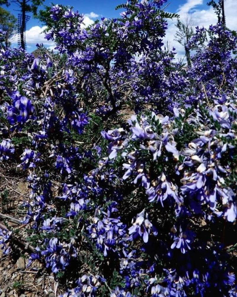 新采砂生槐种子小灌木种子砂生槐种子蜜源植物砂生槐籽