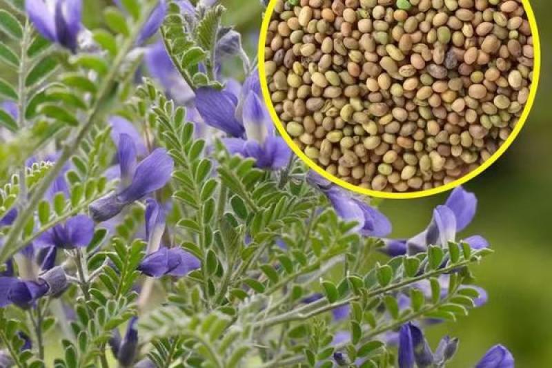 新采砂生槐种子小灌木种子砂生槐种子蜜源植物砂生槐籽