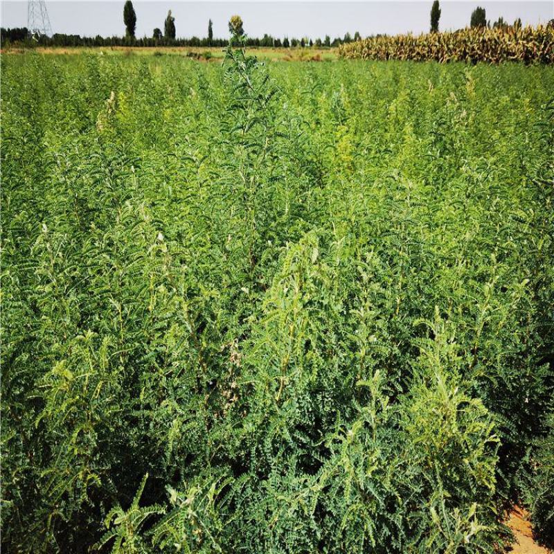 新采砂生槐种子小灌木种子砂生槐种子蜜源植物砂生槐籽