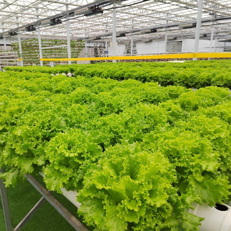 【水培生菜】基地直发，现代农业科技有限公司常年接受订单，