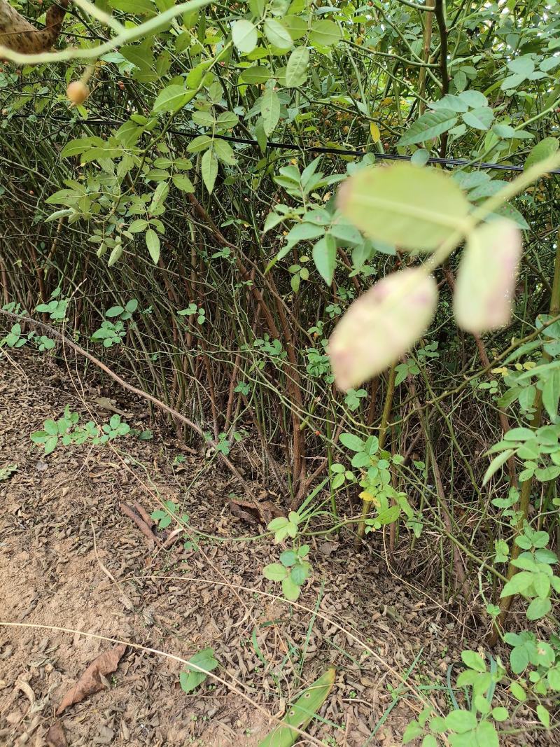 基地发货，实地看苗，大量出售蔷薇，大田苗，粗壮，根系发达