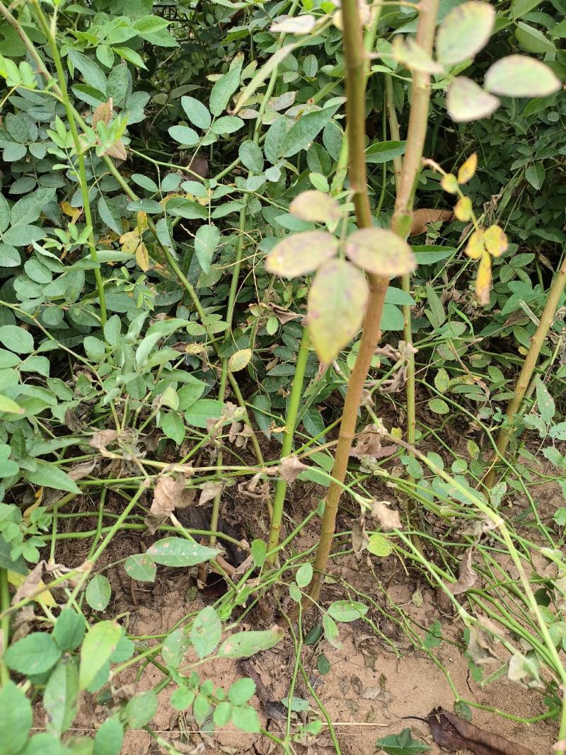 基地发货，实地看苗，大量出售蔷薇，大田苗，粗壮，根系发达