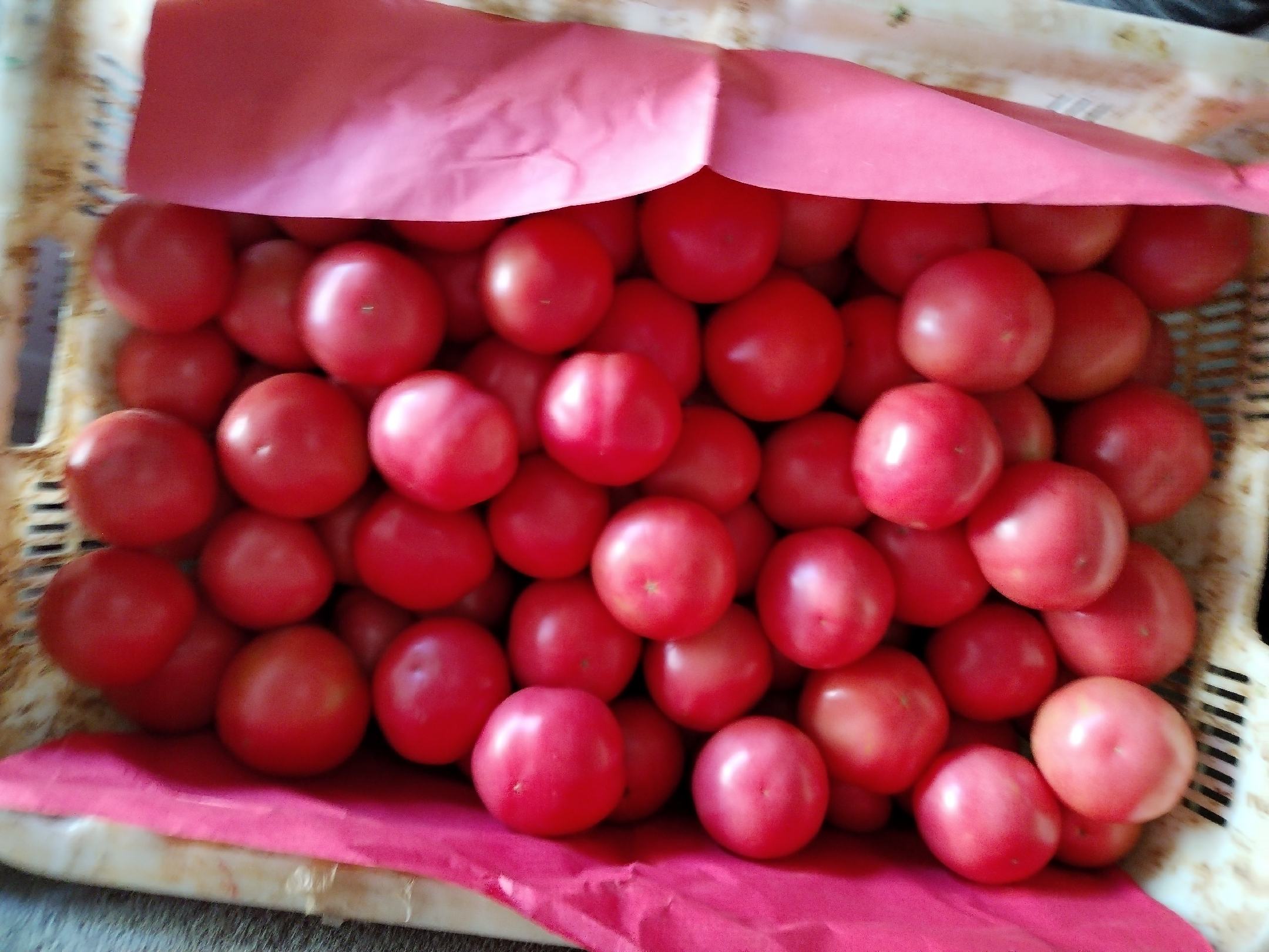 展示红色、粉色、白色果肉的番茄红素与糖分对比柱状图 不同颜色西瓜果肉的营养对比图