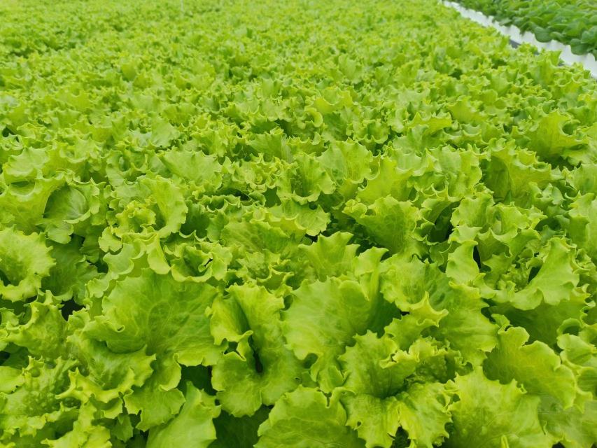 花叶生菜与普通生菜的外形对比图