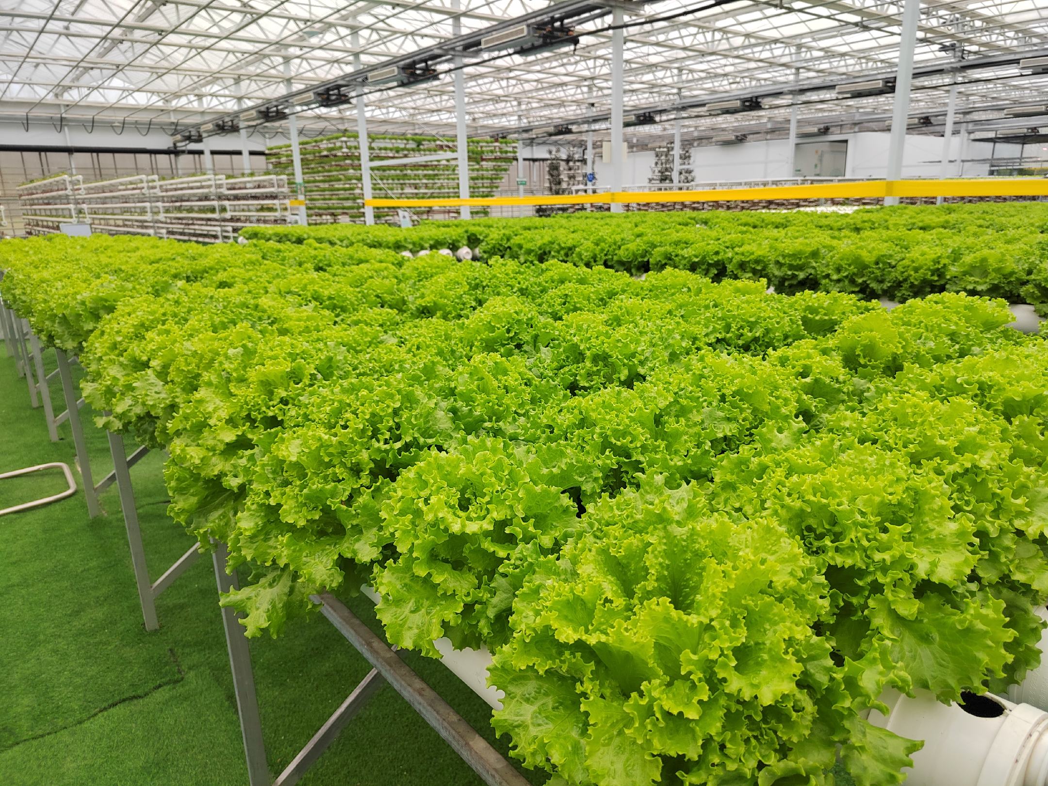 展示多种可生吃的生菜品种,包括奶油生菜、罗马生菜、长叶生菜 生菜种类展示图