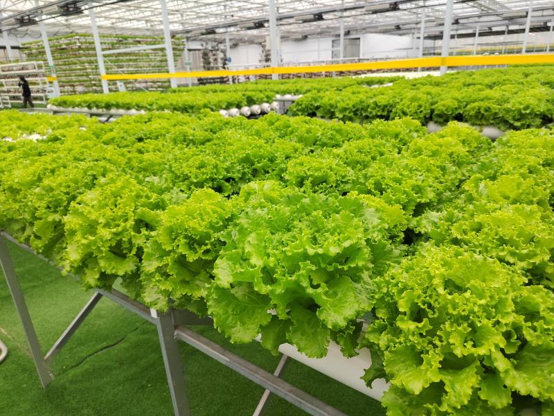 【水培生菜】基地直发，现代农业科技有限公司常年接受订单，
