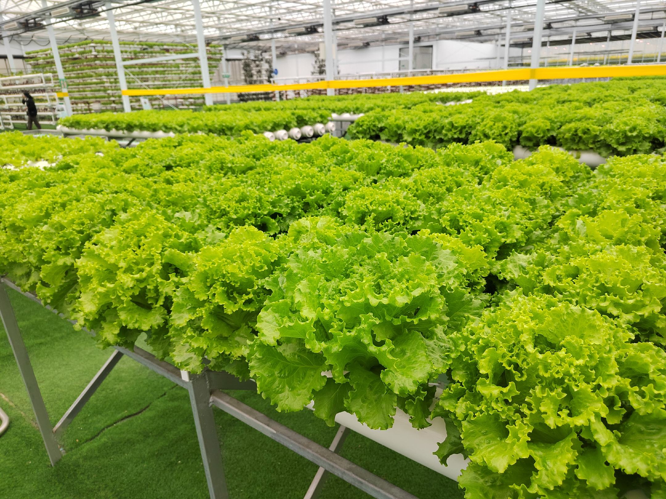 水培生菜在NFT管道中健康生长