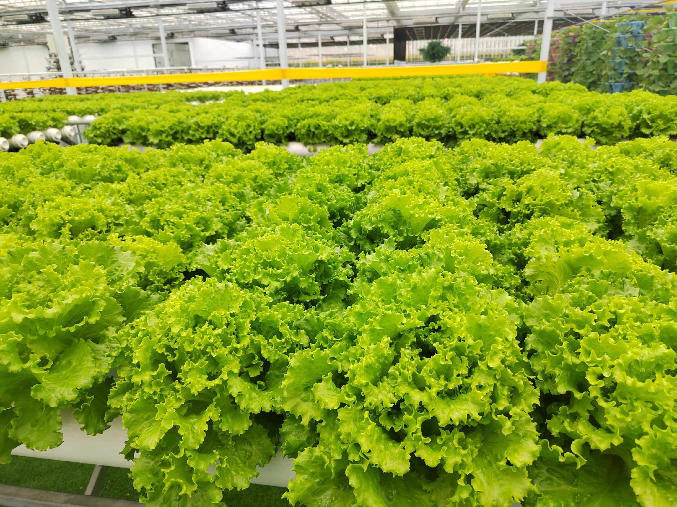 花叶生菜与普通生菜在田间生长状态对比