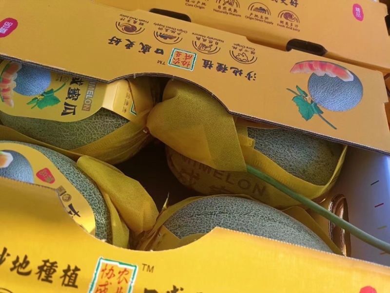 海南晓蜜25号哈密瓜承接全国采购价格优惠一手货源欢迎致电