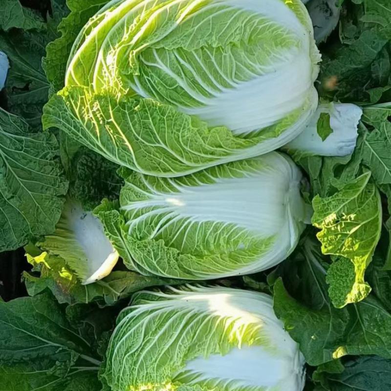 青州秋季黄心大白菜大量上实力代办量大价格低电联