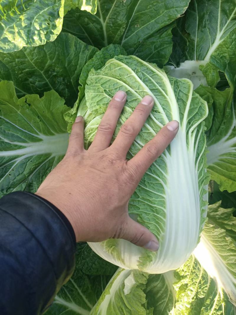 青州秋季黄心大白菜大量上实力代办量大价格低电联
