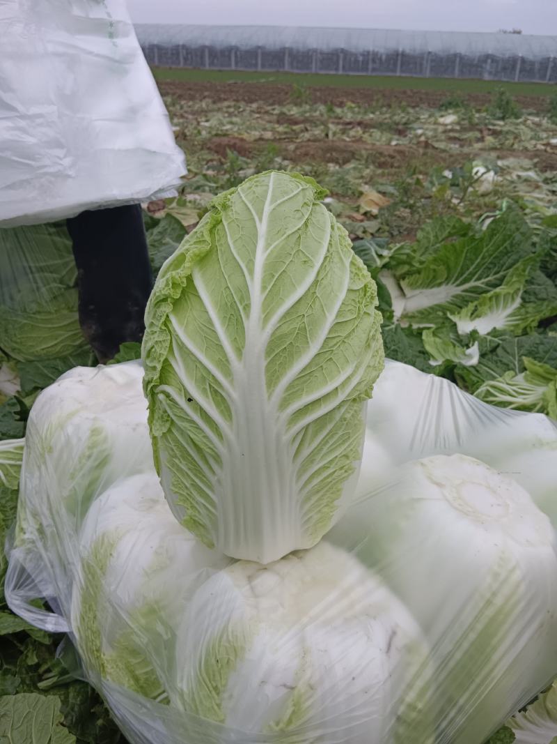 青州秋季黄心大白菜大量上实力代办量大价格低电联