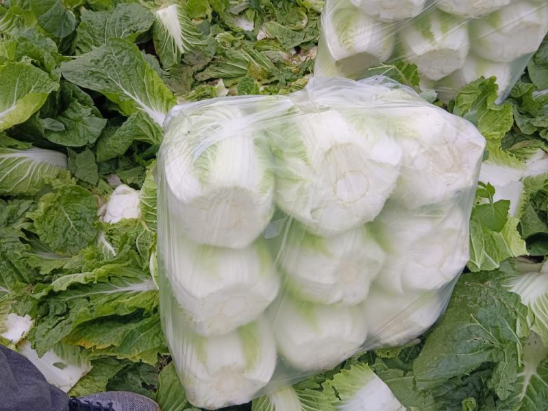 青州秋季黄心大白菜大量上实力代办量大价格低电联