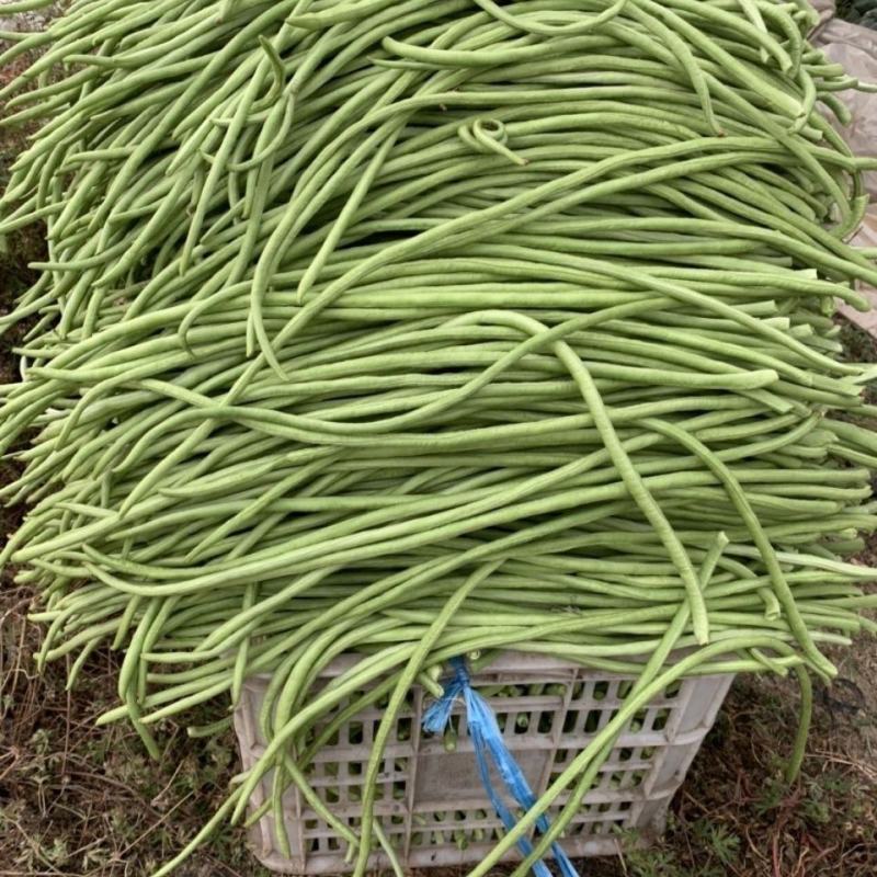 长豆角种子厚肉长豇豆种子油绿色豆角种籽高产耐热顺直大田