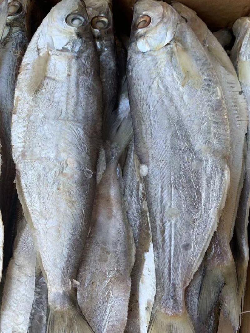 新到白磷鱼，品质很好！
