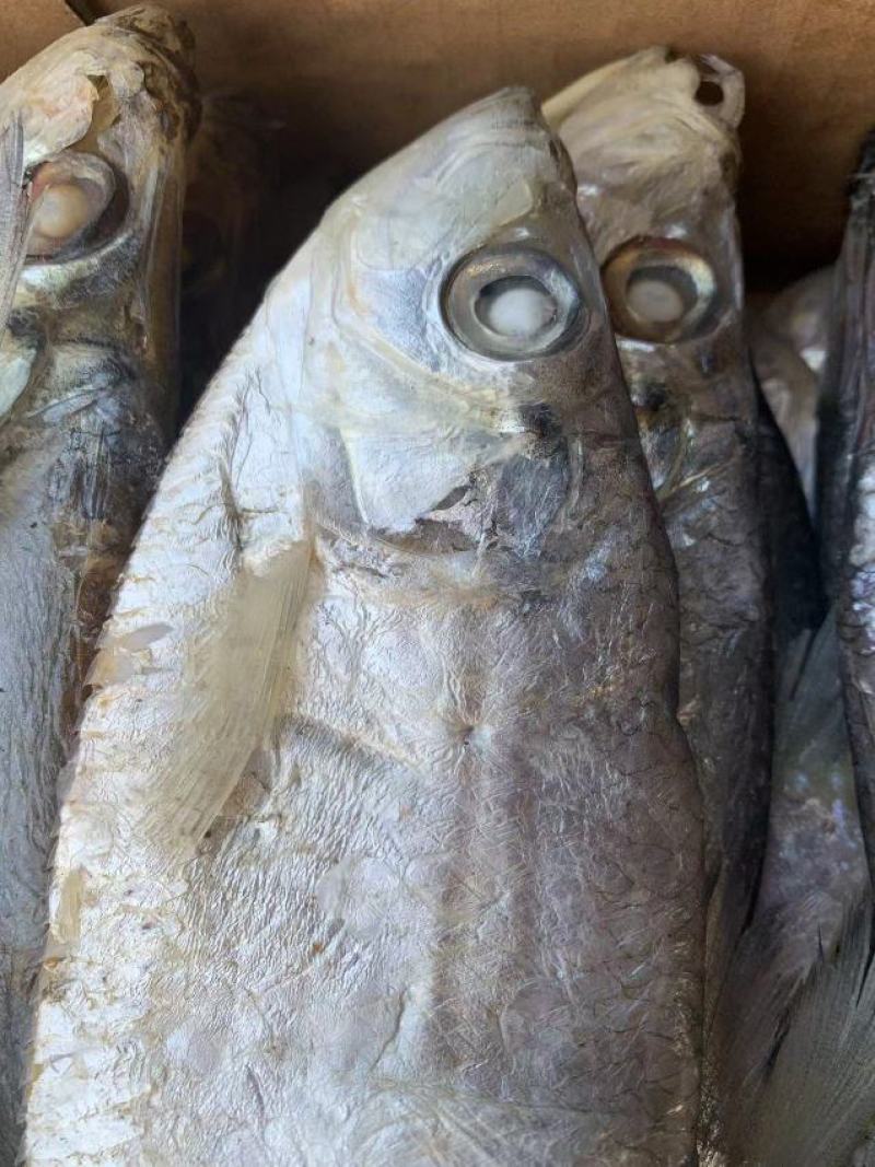 新到白磷鱼，品质很好！