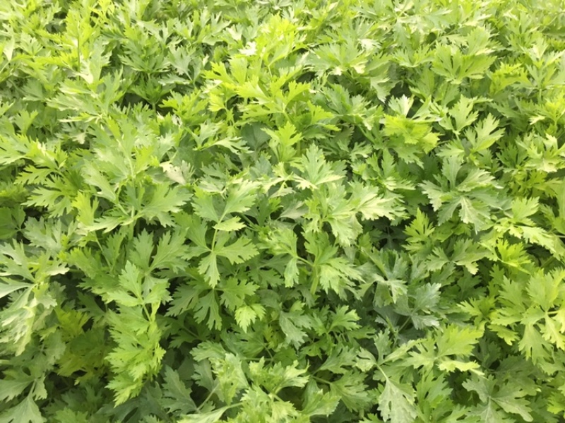 正出售芹菜正宗桂河芹菜
