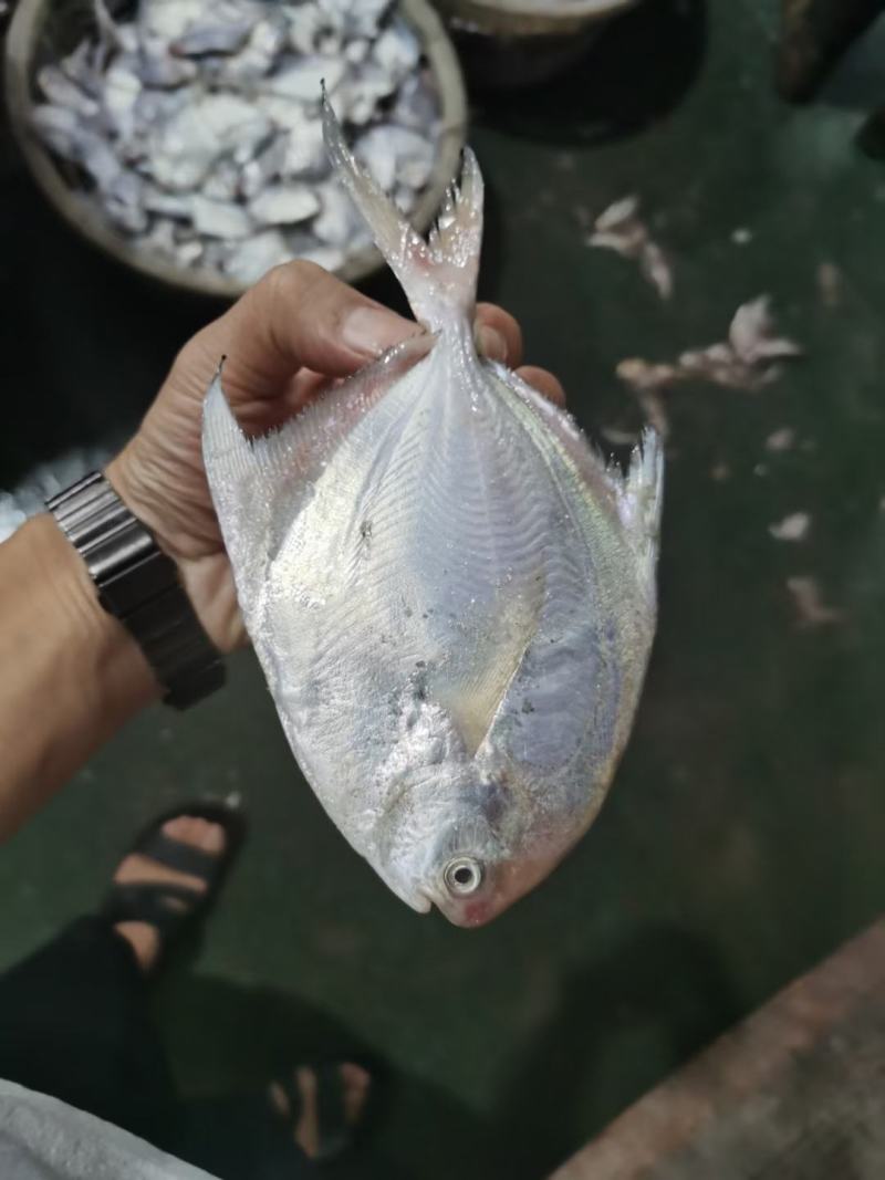 小白鲳10斤/件，一斤5-7条，包邮(除偏远地区外)