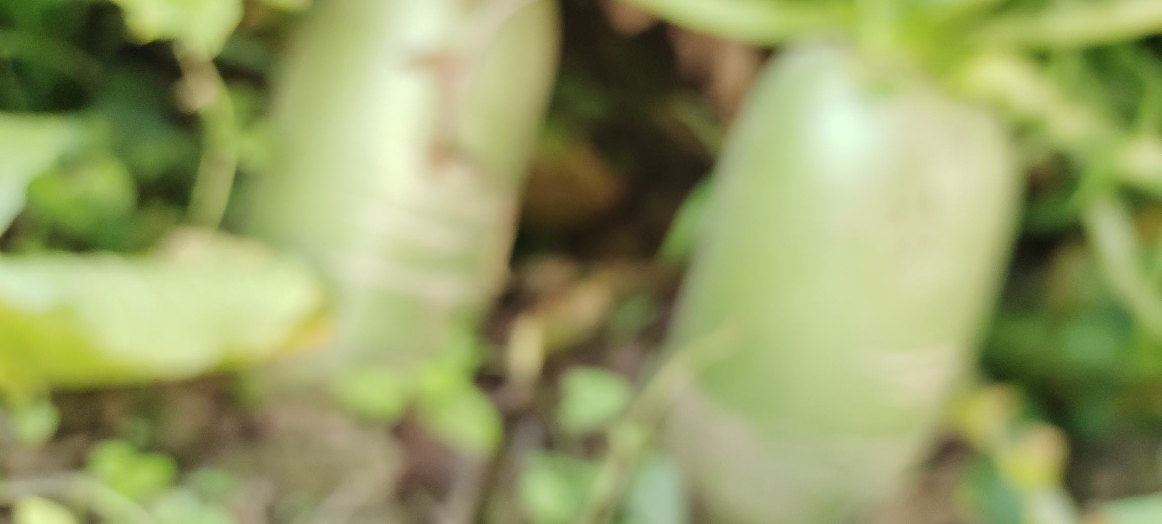 萝卜采收现场图