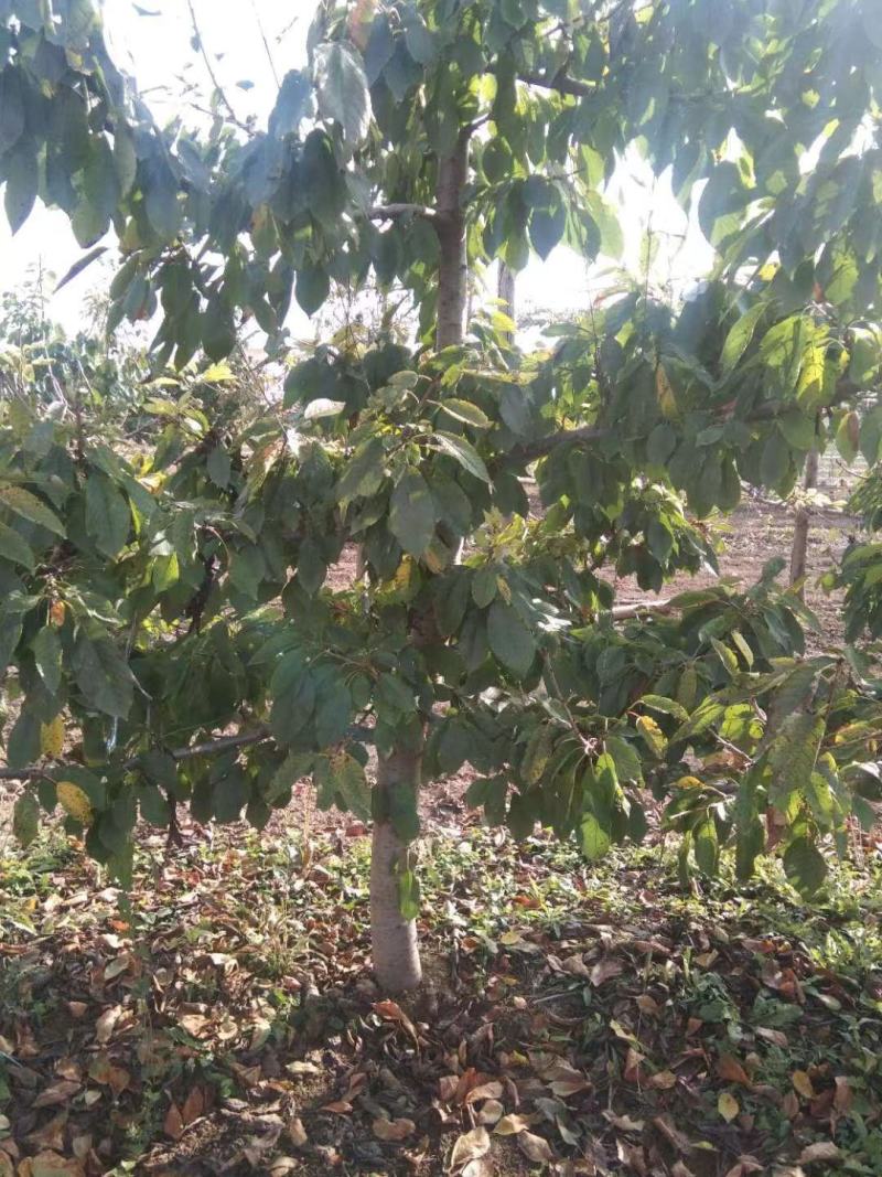 樱桃树苗红灯艳阳萨米特早品种齐全当年挂果