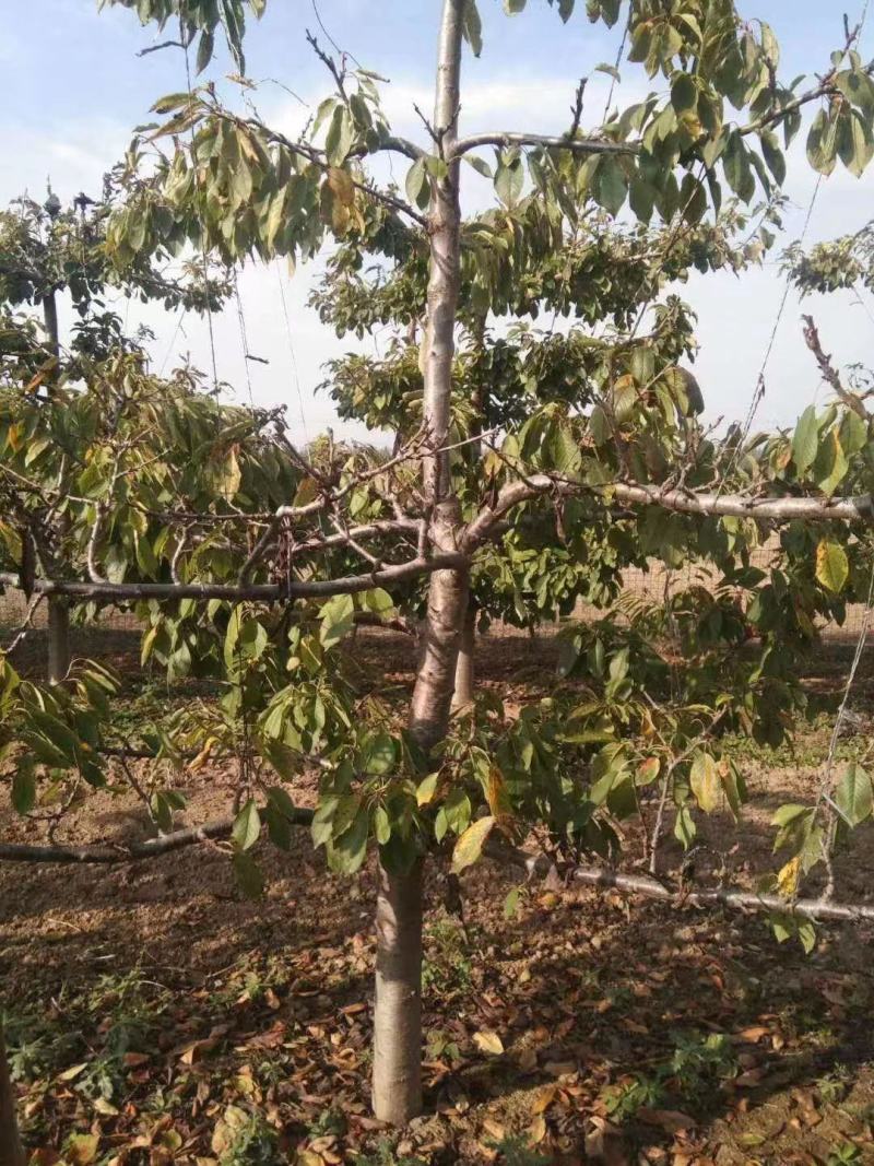樱桃树苗红灯艳阳萨米特早品种齐全当年挂果