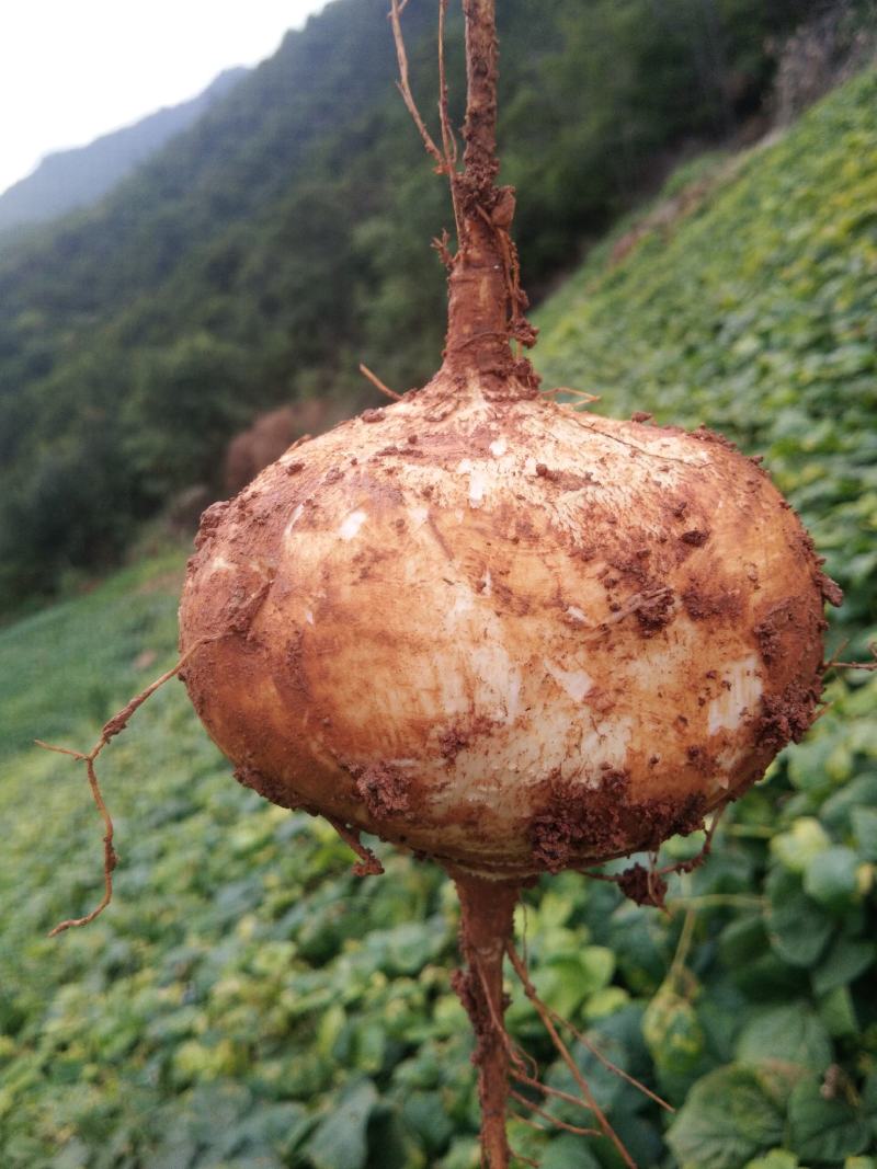 豆薯
