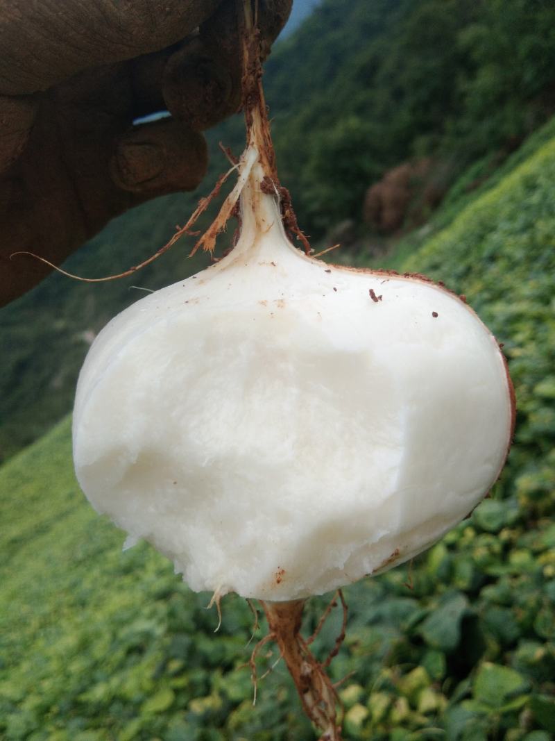 豆薯