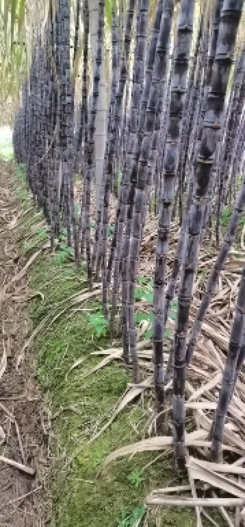 【热销】广东黑皮甘蔗甘蔗产地直发全国发货皮脆汁多