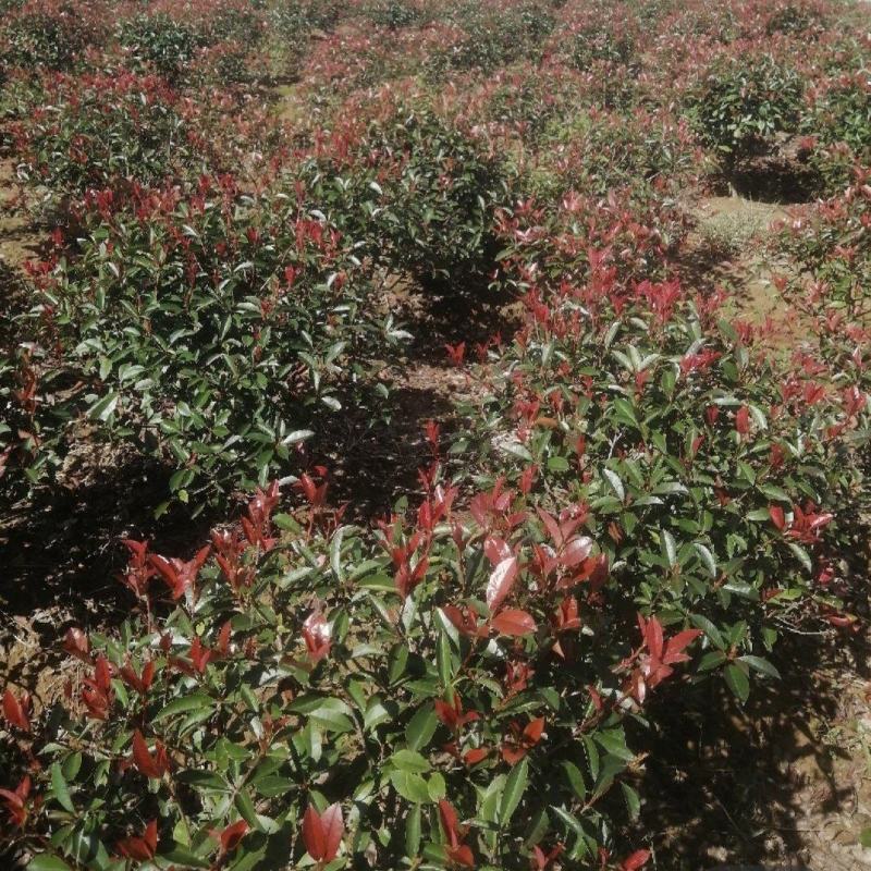 红叶石楠球红叶石楠小苗50-80冠幅等各类规格