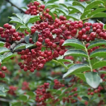 平顺大红袍花椒自家种植调味炒肉零售批发电商视频看货