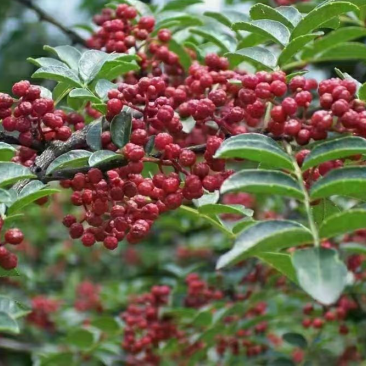 平顺大红袍花椒自家种植调味炒肉零售批发电商视频看货