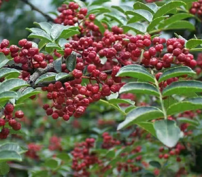 平顺大红袍花椒自家种植调味炒肉零售批发电商视频看货