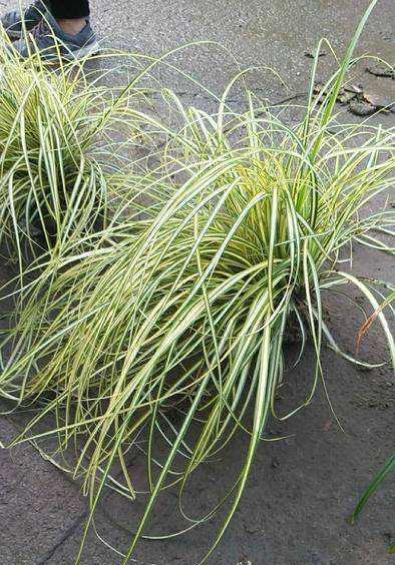 金叶苔草种子庭院景观赏草观叶植物盆栽多年生耐寒
