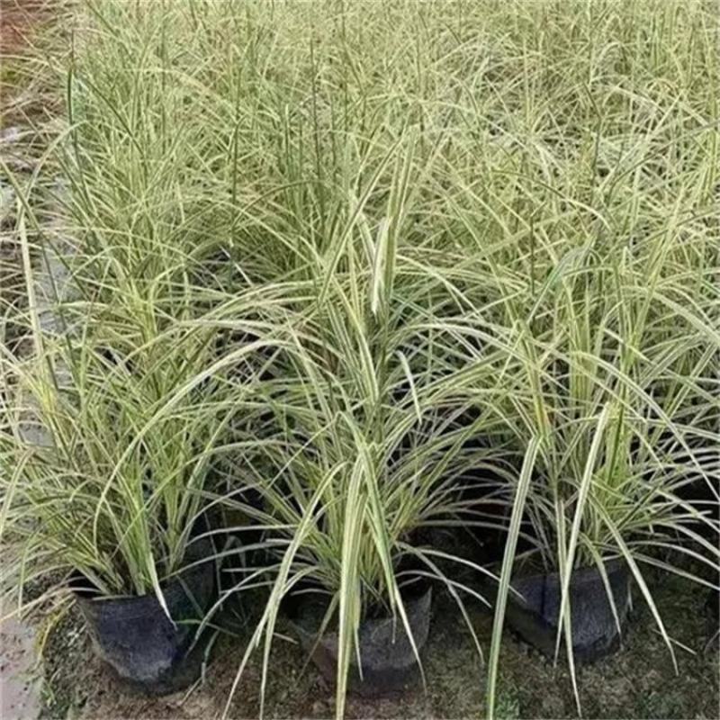 金叶苔草种子庭院景观赏草观叶植物盆栽多年生耐寒