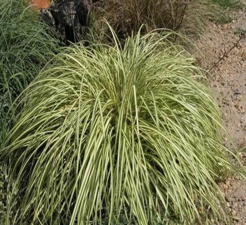 金叶苔草种子庭院景观赏草观叶植物盆栽多年生耐寒