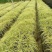 金叶苔草种子庭院景观赏草观叶植物盆栽多年生耐寒