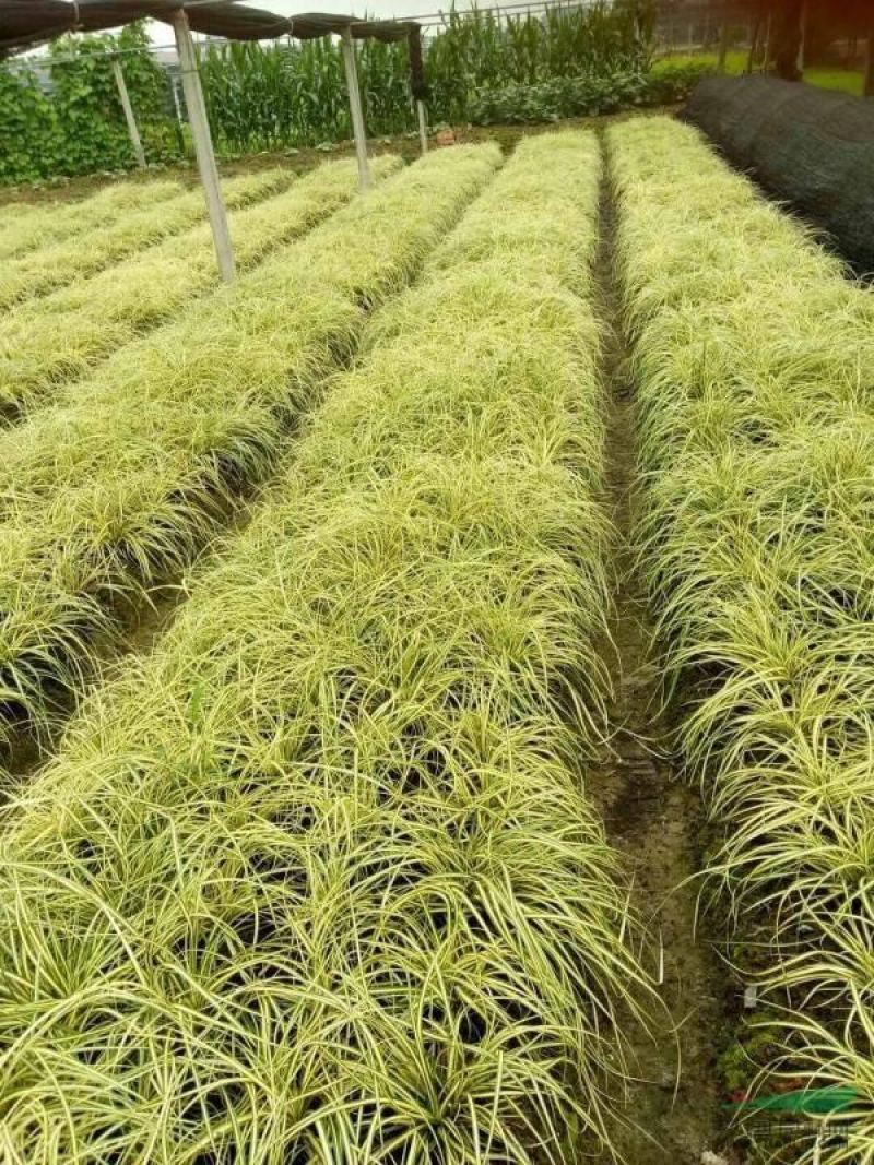 金叶苔草种子庭院景观赏草观叶植物盆栽多年生耐寒