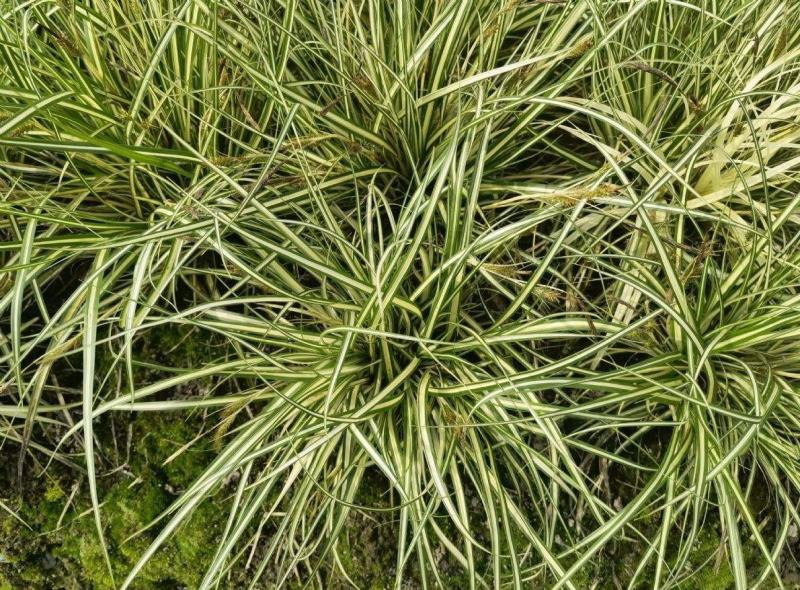 金叶苔草种子庭院景观赏草观叶植物盆栽多年生耐寒