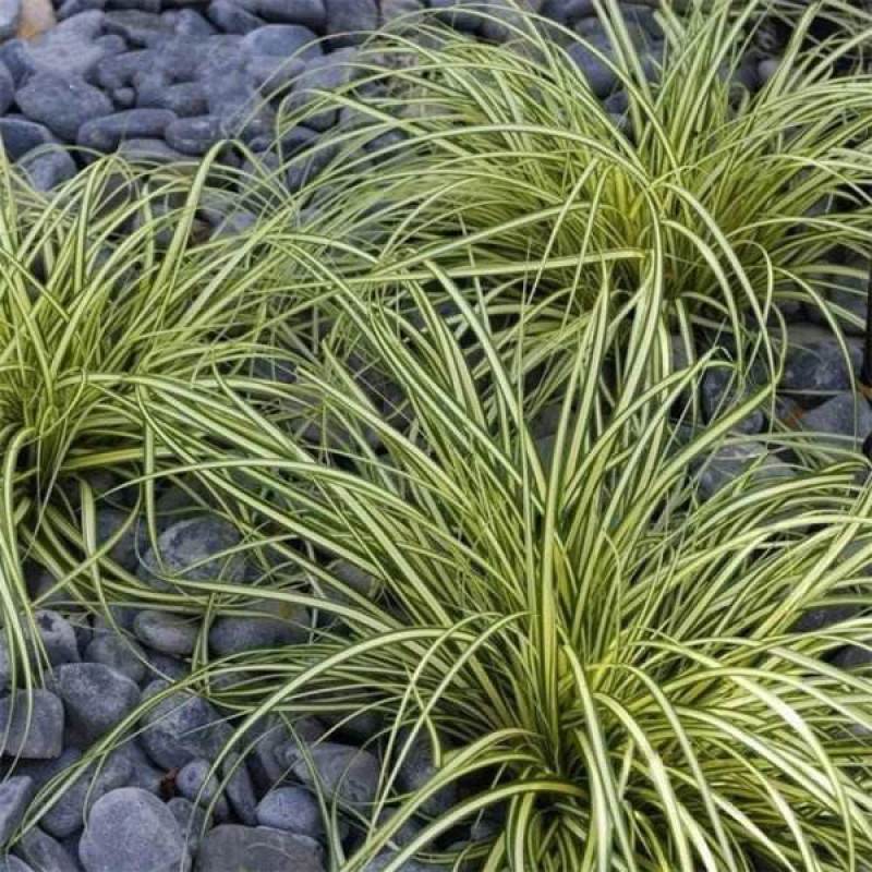 金叶苔草种子庭院景观赏草观叶植物盆栽多年生耐寒
