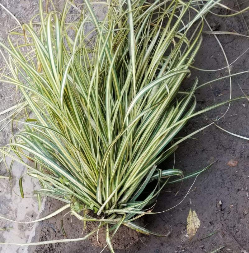 金叶苔草种子庭院景观赏草观叶植物盆栽多年生耐寒